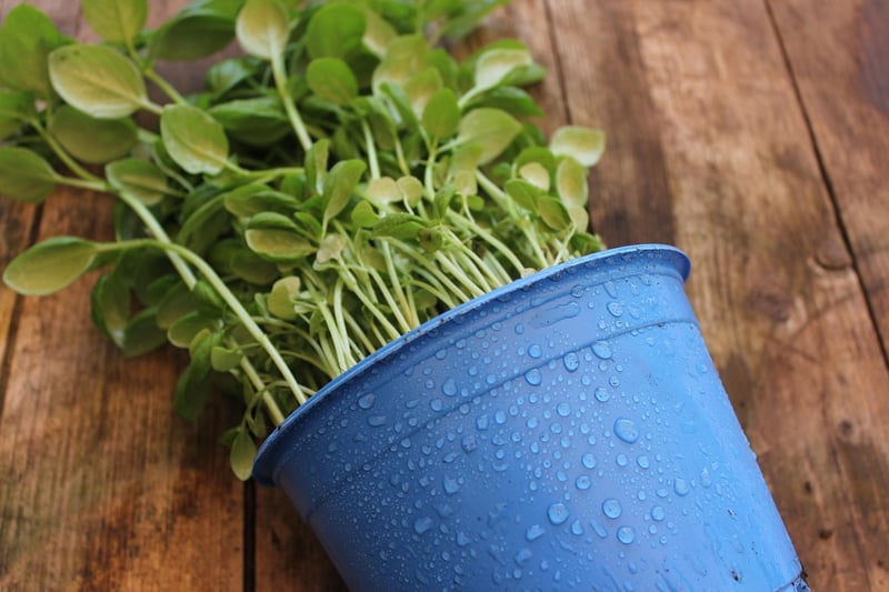 Herb Gardening
