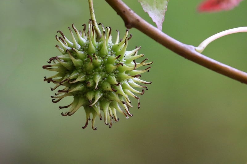 Fruit Trees in Pots